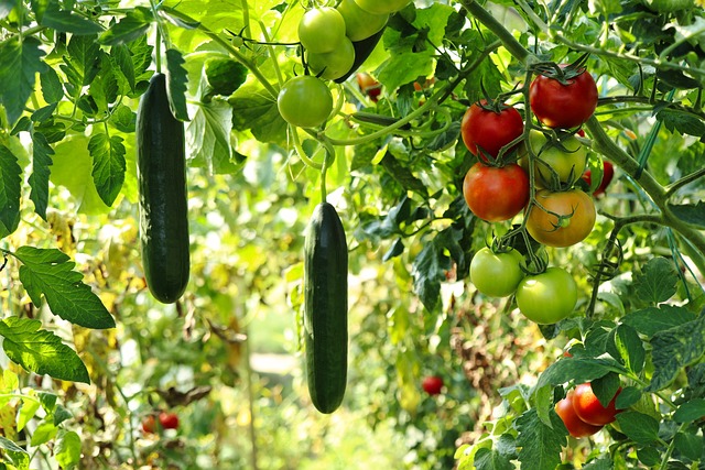 cucumber plant in a garden