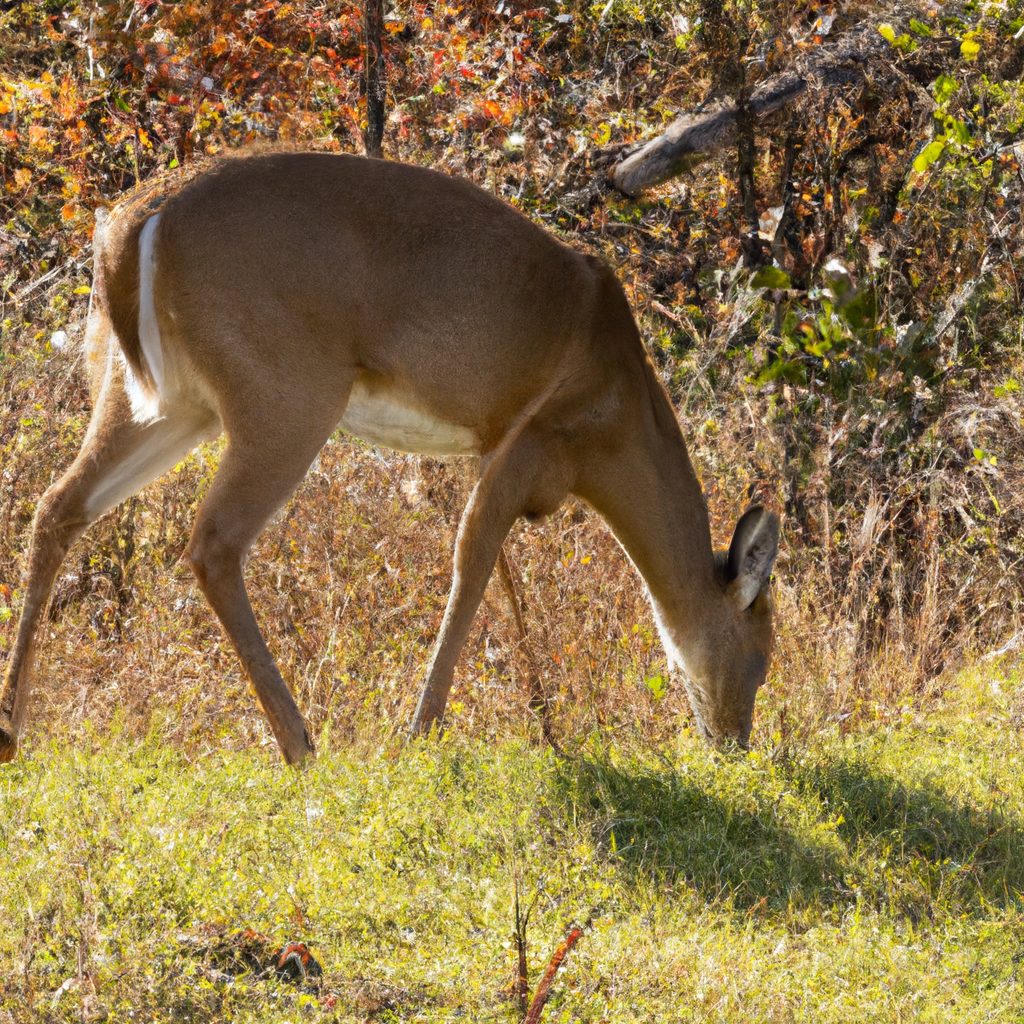 whitetail deer eating grass at a field edge