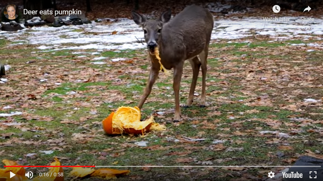 Deer eating a pumpkin
