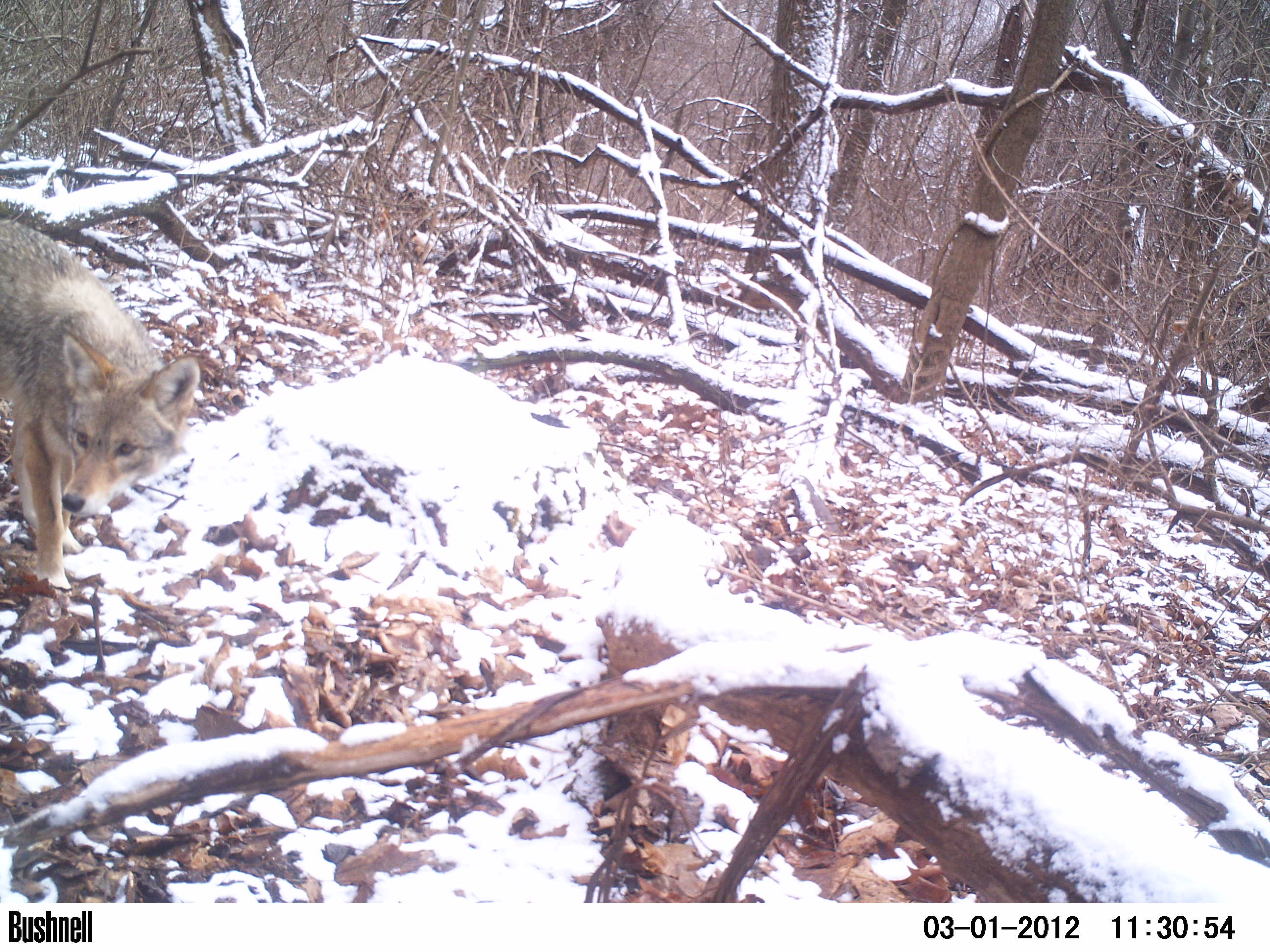 Coyote Trail Camera Photo