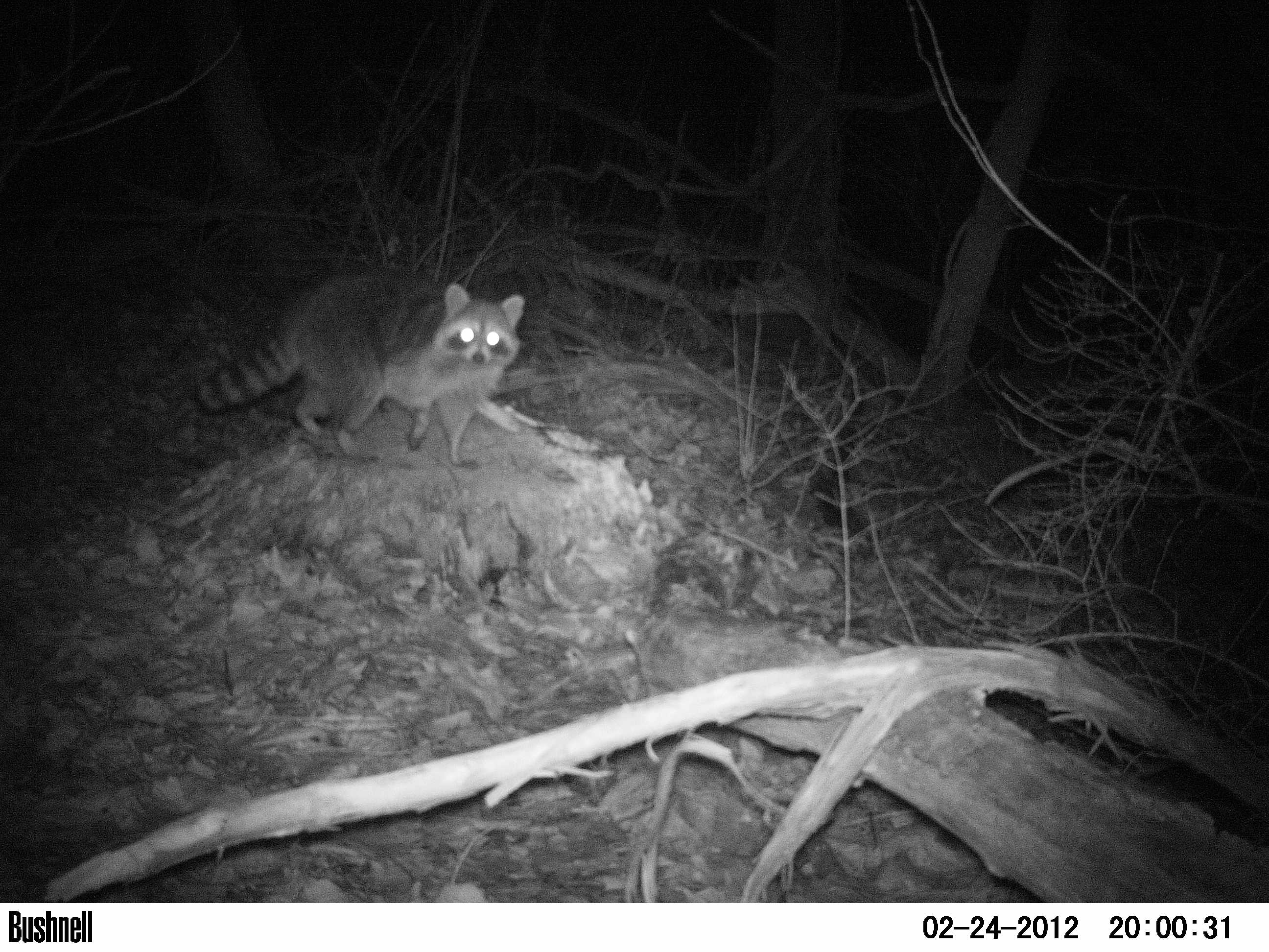 Raccoon photo taken by a Bushnell Trophy Cam
